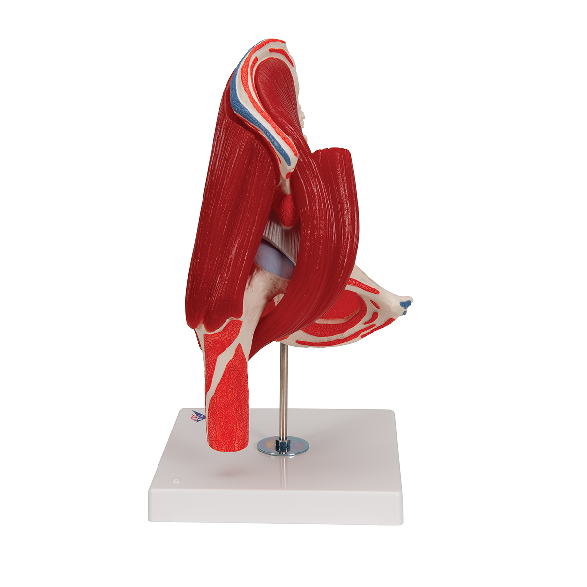 Modèle d’articulation de la hanche, muscles amovibles en  7 morceaux