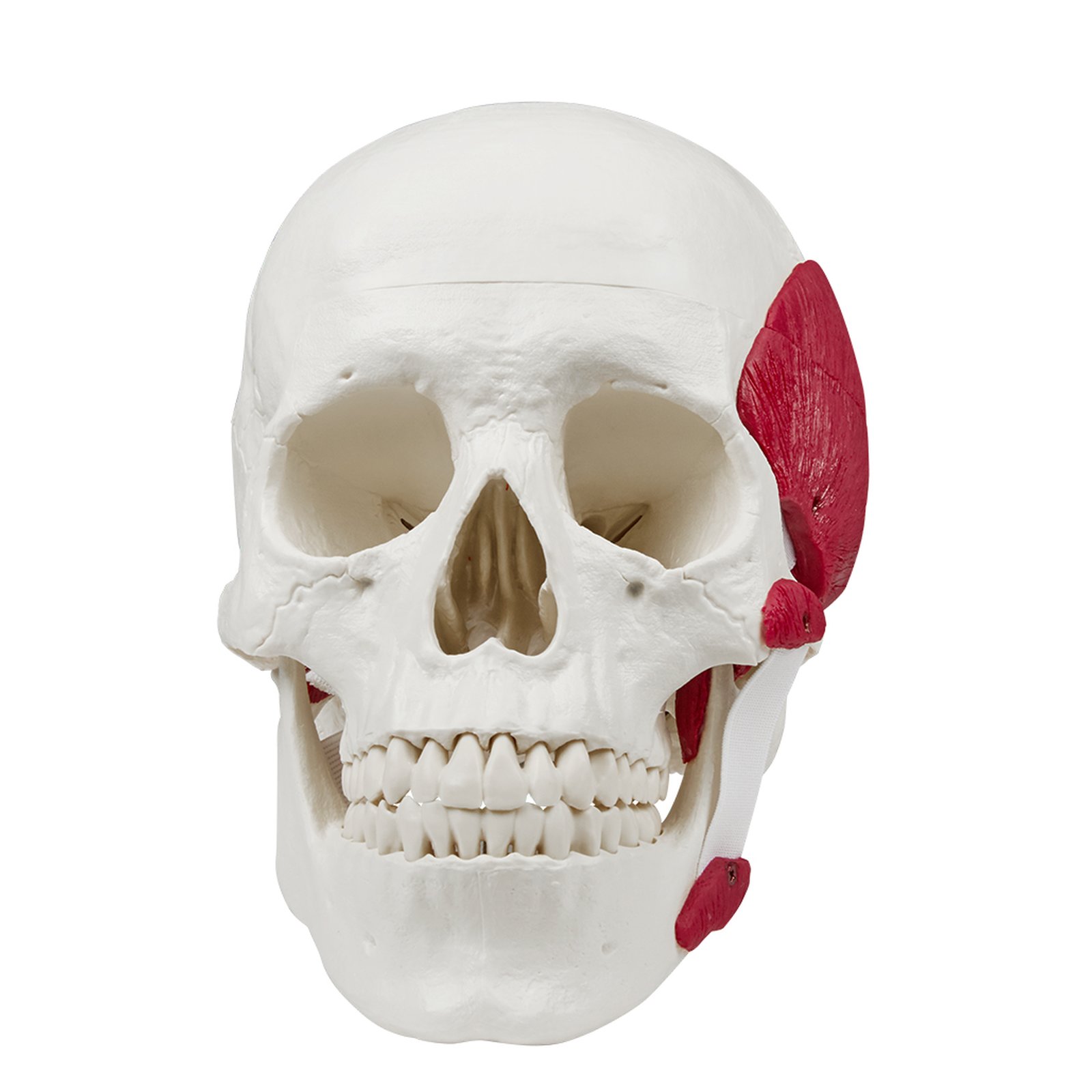 Erler Zimmer - Modèle de crâne humain avec muscles