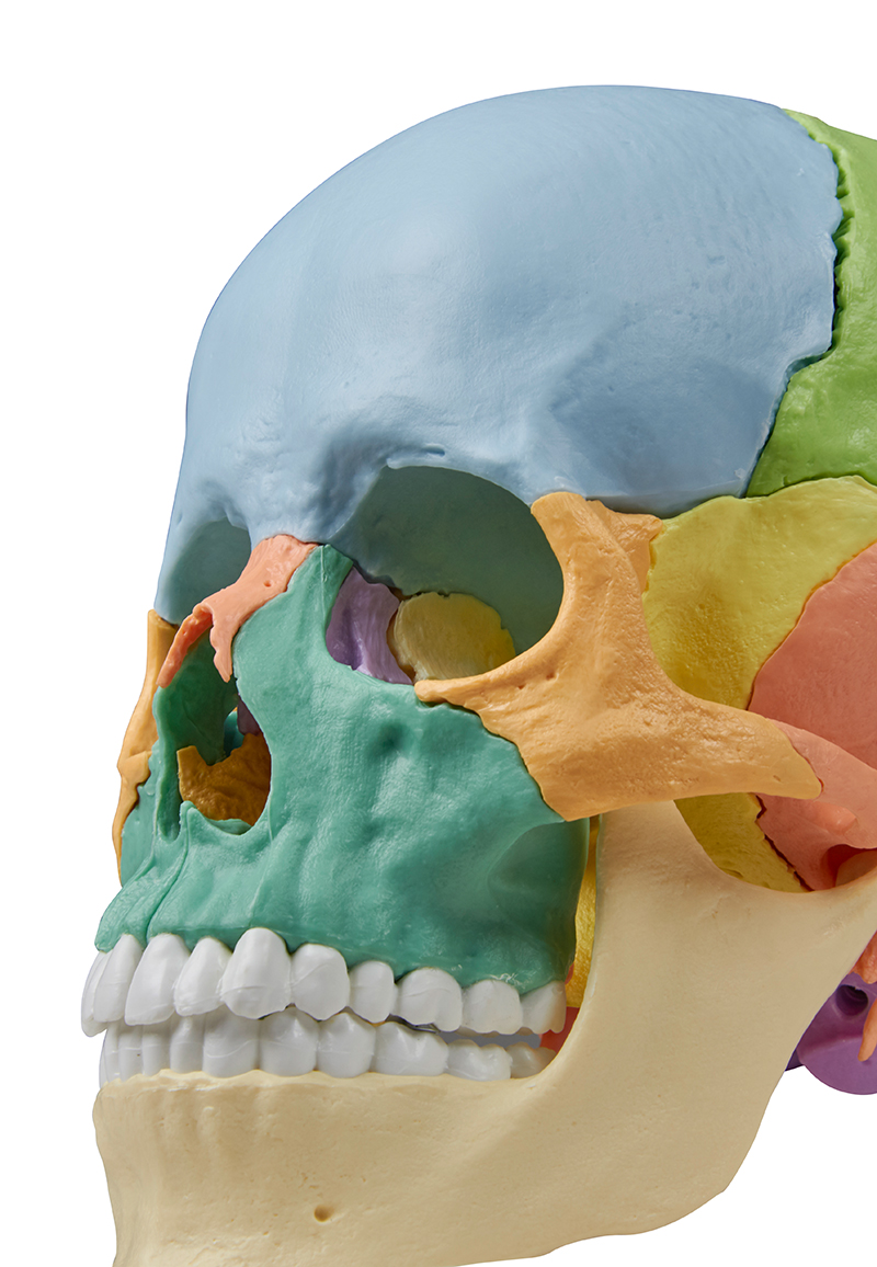 Erler Zimmer - Modèle - Crâne de Beauchene