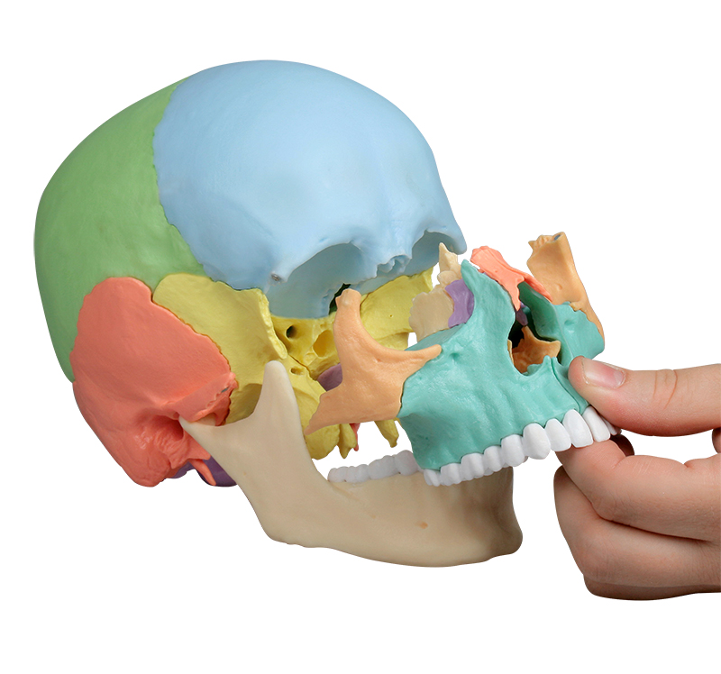 Erler Zimmer - Modèle - Crâne de Beauchene