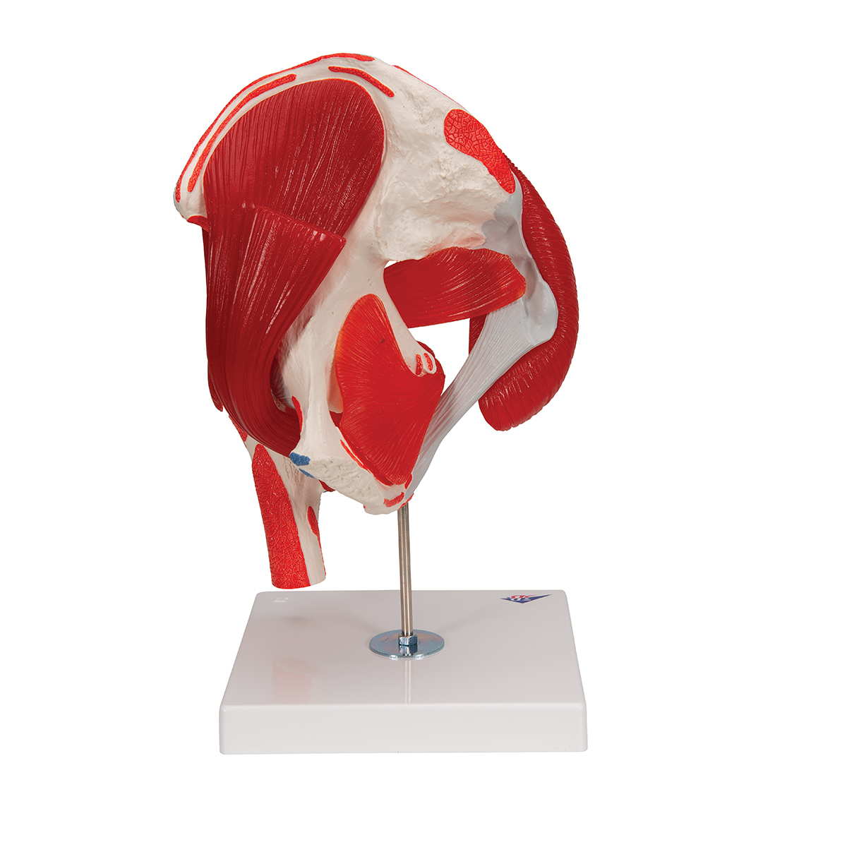 Modèle - Articulation de la hanche avec muscles amovibles, sept (7) morceaux