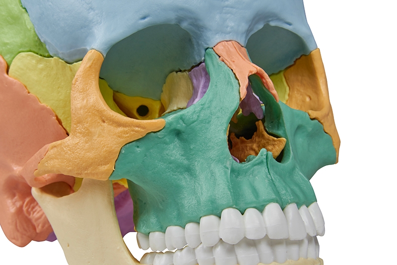 Modèle - Crâne humain éclaté en 22 pièces, à la Beauchêne
