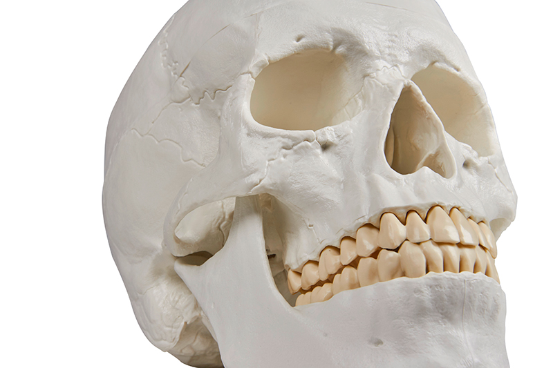 Modèle - Crâne humain en trois (3) pièces