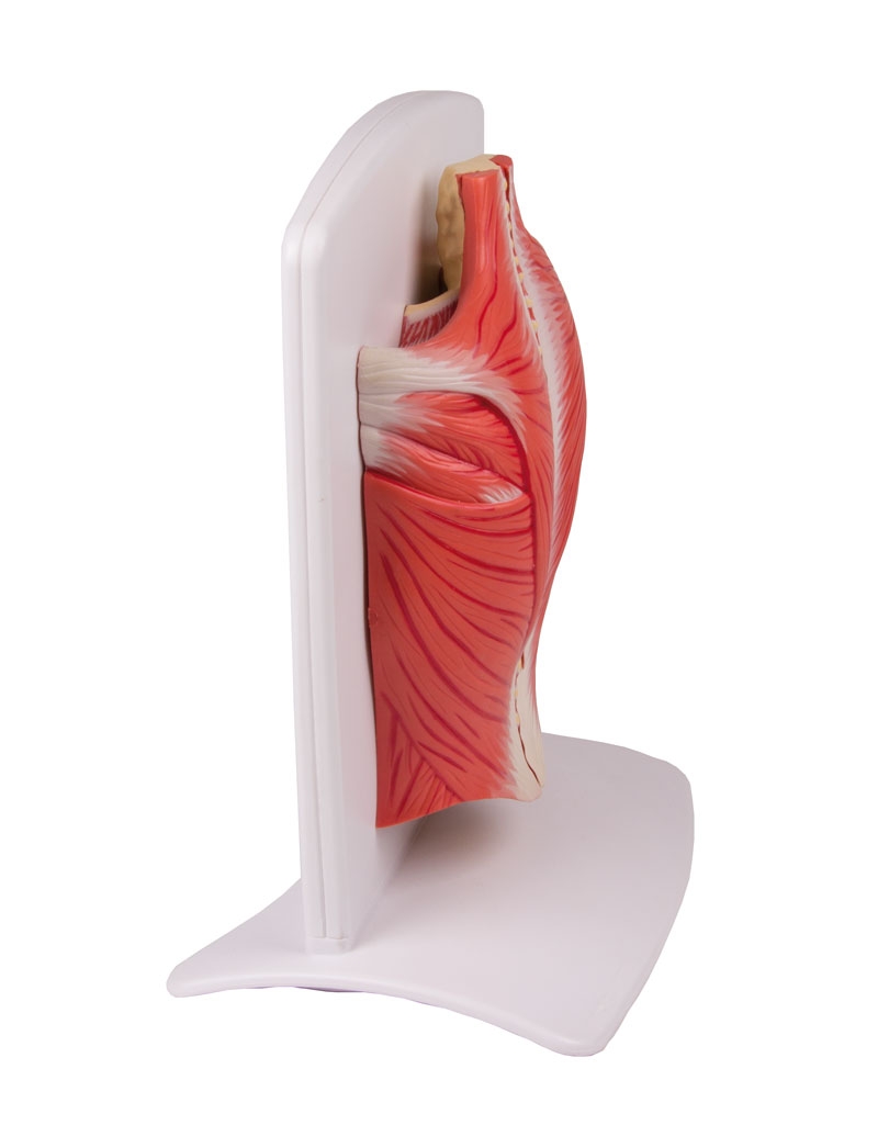 Modèle - Musculature dorsale