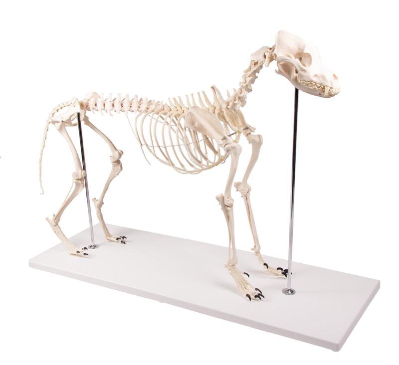 Squelette de chien moyen