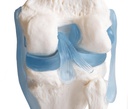 Modèle anatomique - Genou avec ligaments