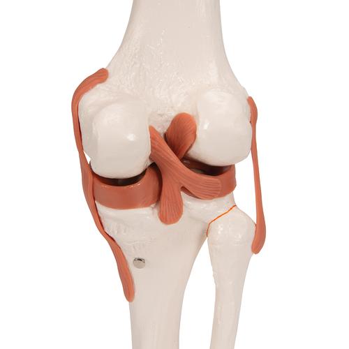Modèle fonctionnel d'articulation du genou humain avec ligaments