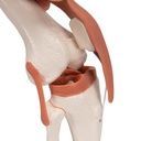 Modèle fonctionnel d'articulation du genou humain avec ligaments