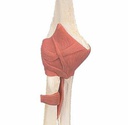 Modèle - Articulation fonctionnel du coude, Deluxe
