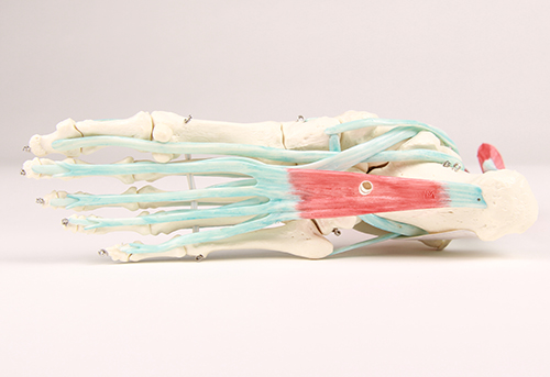 Pied flexible avec tendons et ligaments