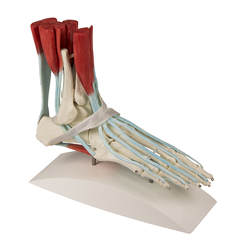 Pied flexible avec tendons et ligaments