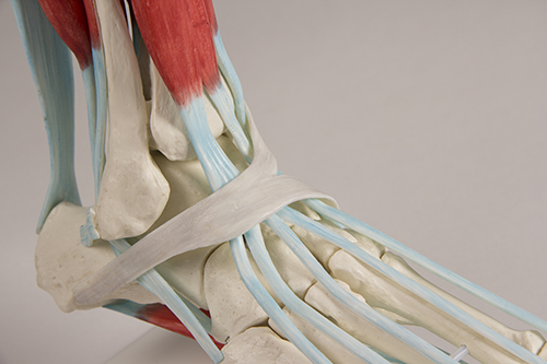 Pied flexible avec tendons et ligaments