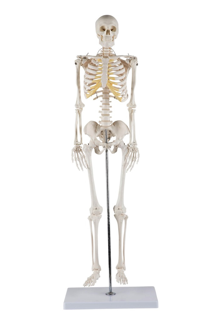 Budget miniature skeleton Tom
