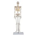 Budget miniature skeleton Tom