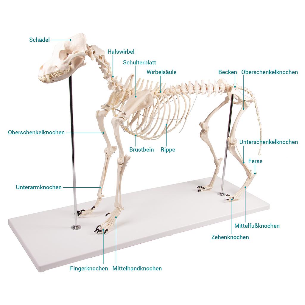 Dog skeleton model &quot;Olaf&quot;, life size