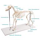 Dog skeleton model &quot;Olaf&quot;, life size