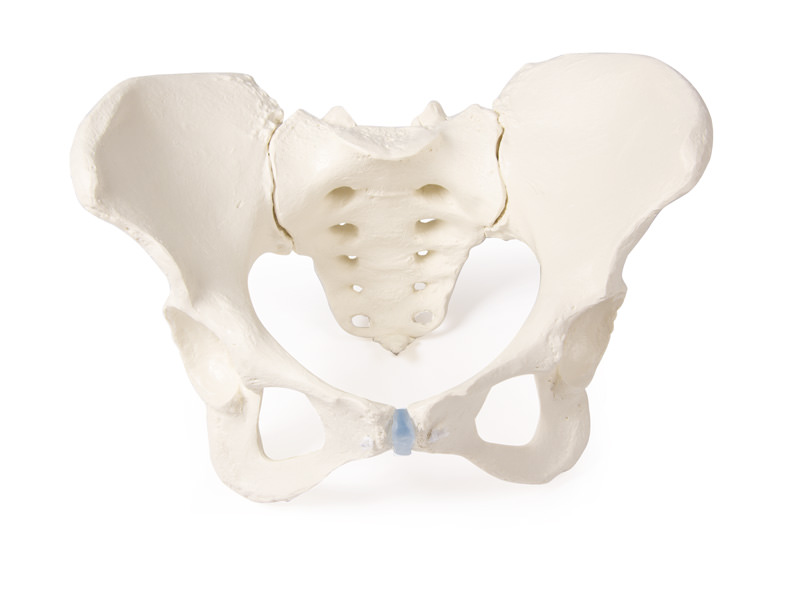 Anatomical model - Adult female pelvis with removable sacrum
