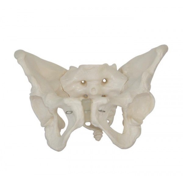 Modèle anatomique - Bassin de femme adulte avec sacrum démontable