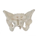 Modèle anatomique - Bassin de femme adulte avec sacrum démontable