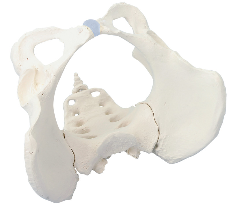 Anatomical model - Female pelvis with sacrum, removable