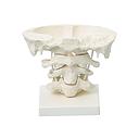 Anatomical model - Head articulations, 2x enlargement with stand