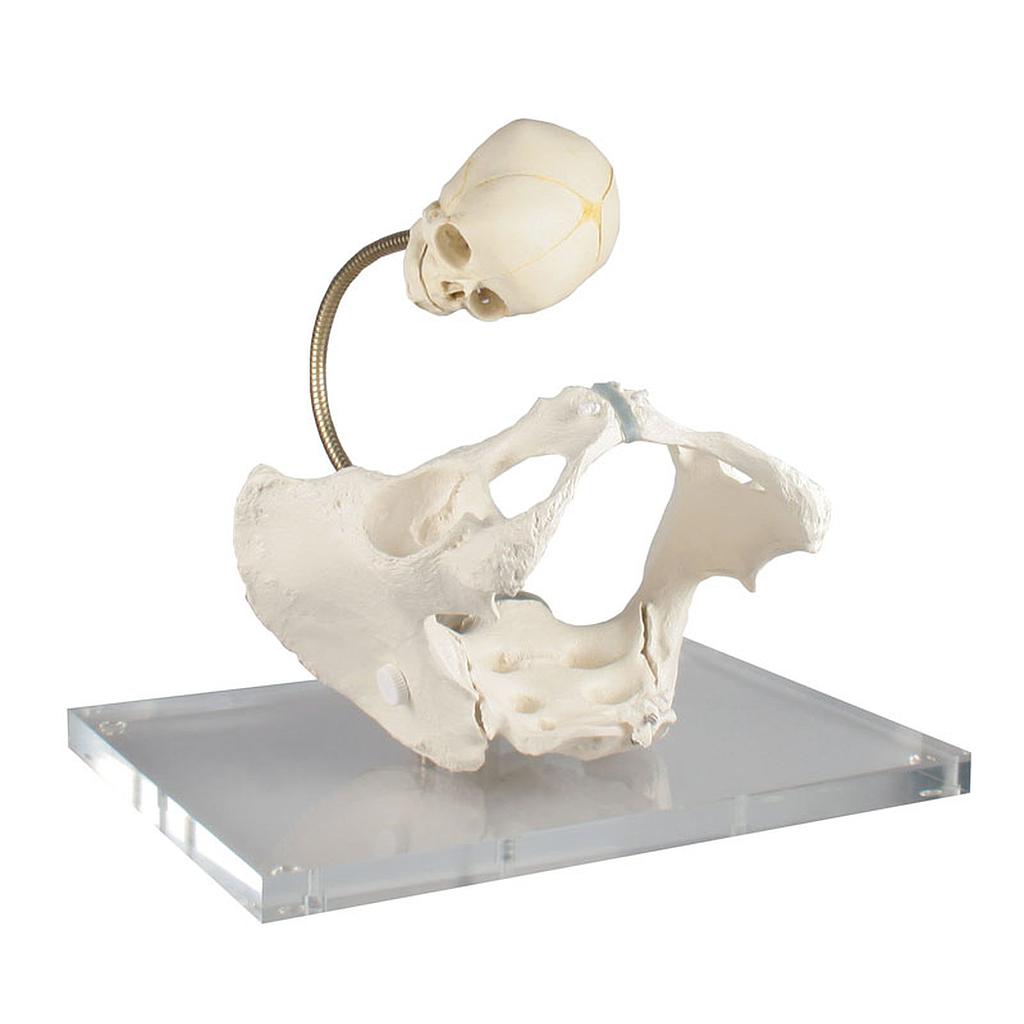 Anatomical model - Female pelvis in labor, life-size