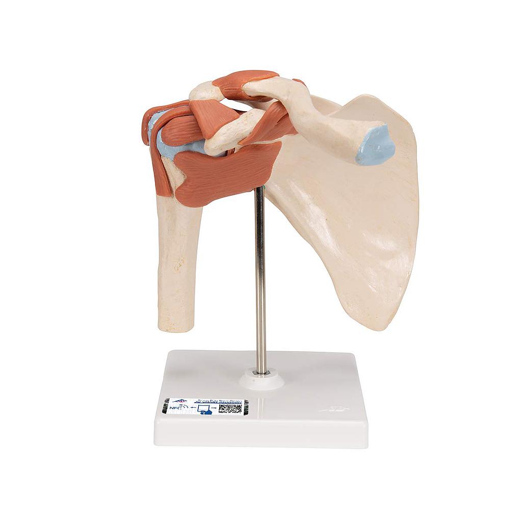 Model - Functional shoulder joint, Deluxe