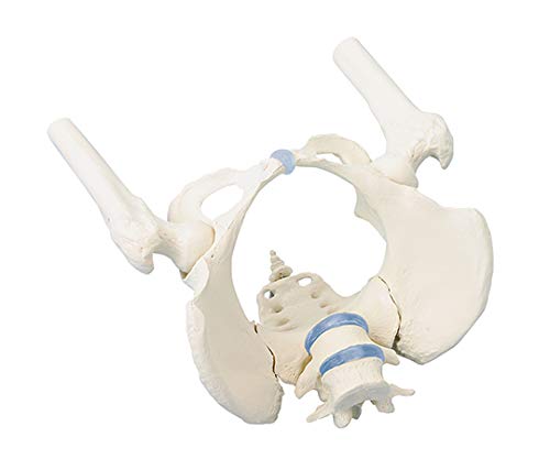 [115-014] Female pelvis with sacrum