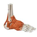 Modèle anatomique - Squelette du pied avec ligaments, flexible