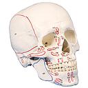 Anatomical model - Human skull with markings for insertions and muscle origins