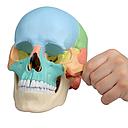 Modèle anatomique - Crâne humain éclaté  - Beauchêne