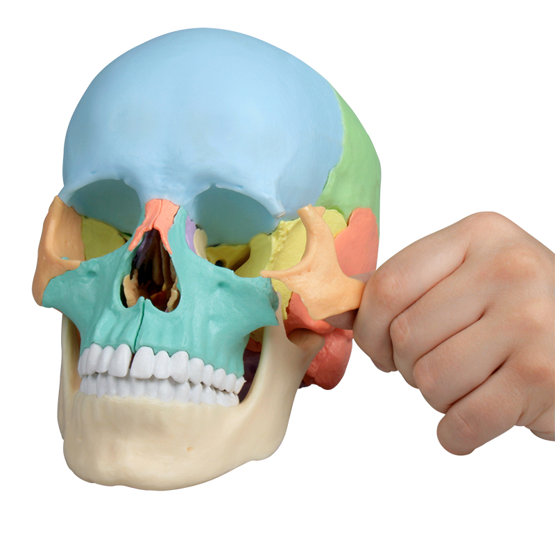 [102-613] Anatomical model - Human skull split into 22 pieces, Beauchêne style (Multicolor)