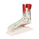 Flexible foot with tendons and ligaments