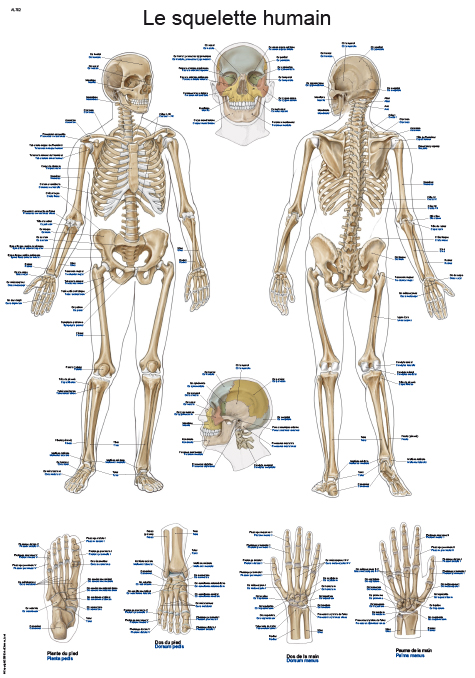 Chartes anatomique - Le Squelette humain