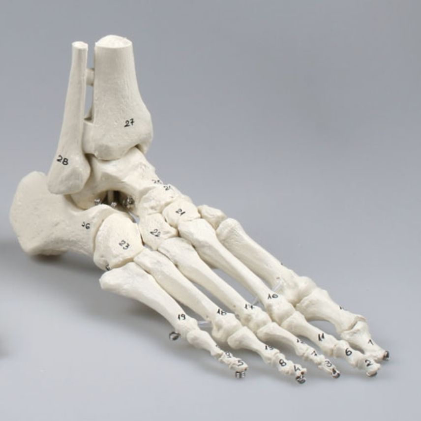 Modèles anatomique de pieds flexibles