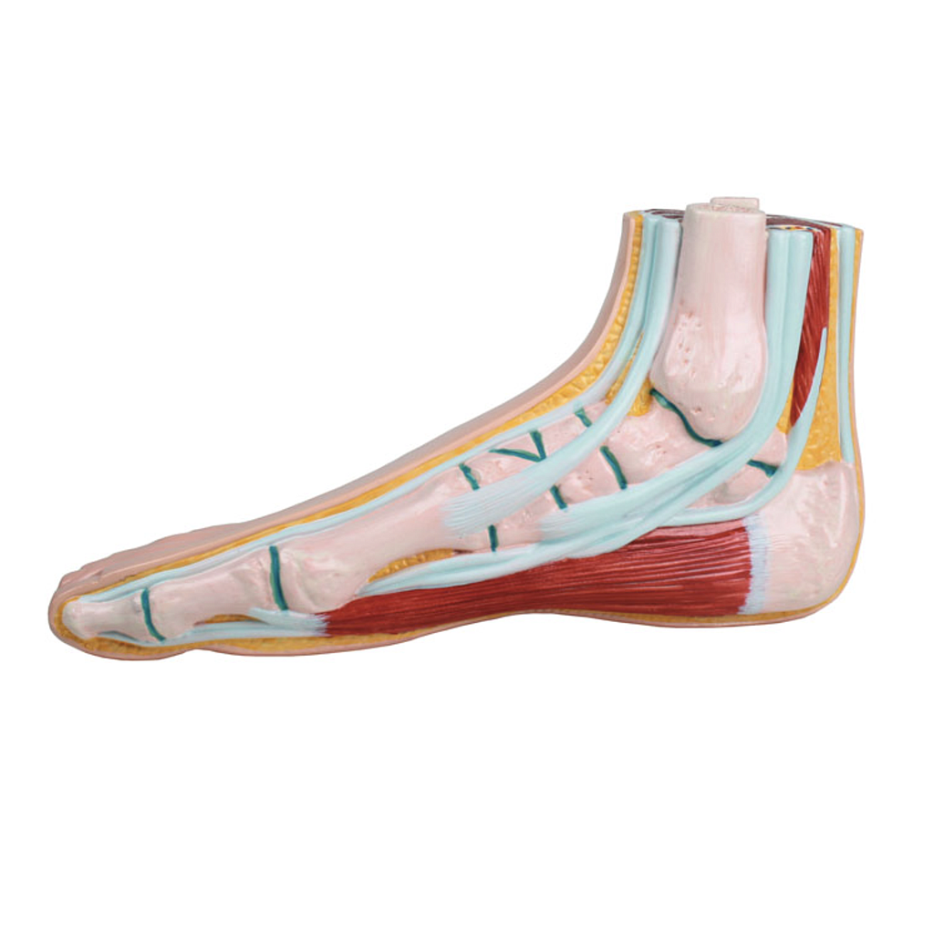 Anatomical model - Foot models