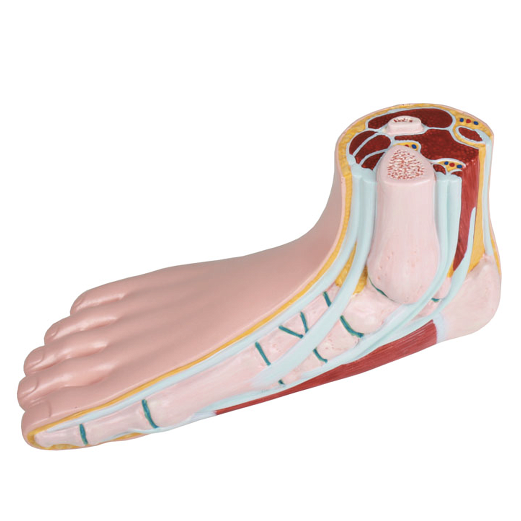 [109-389] Anatomical model - Foot models (Aucun)