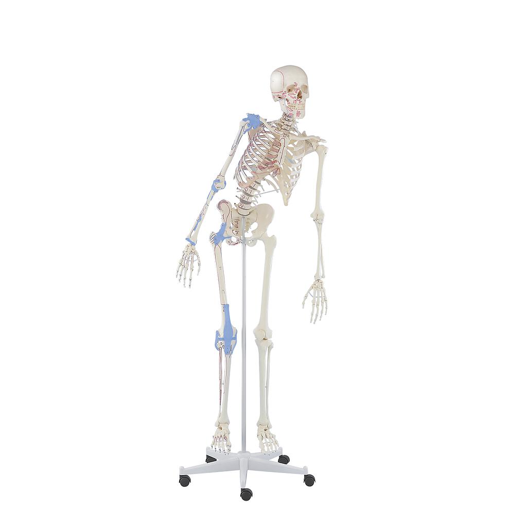 Complete skeleton