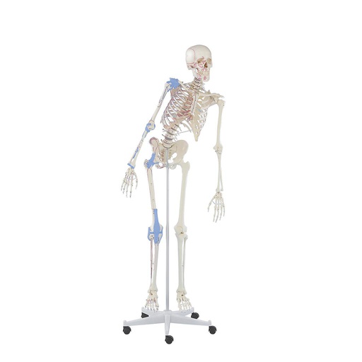 [115-103-Max] Complete skeleton (With marking, Flexible, With ligaments)