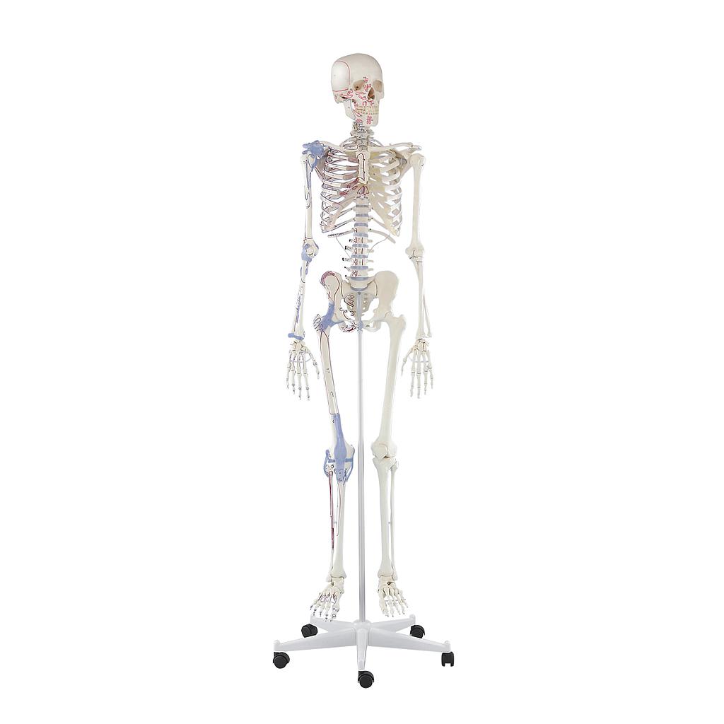 [101-601-Bert] Complete skeleton (With marking, Rigid, With ligaments)