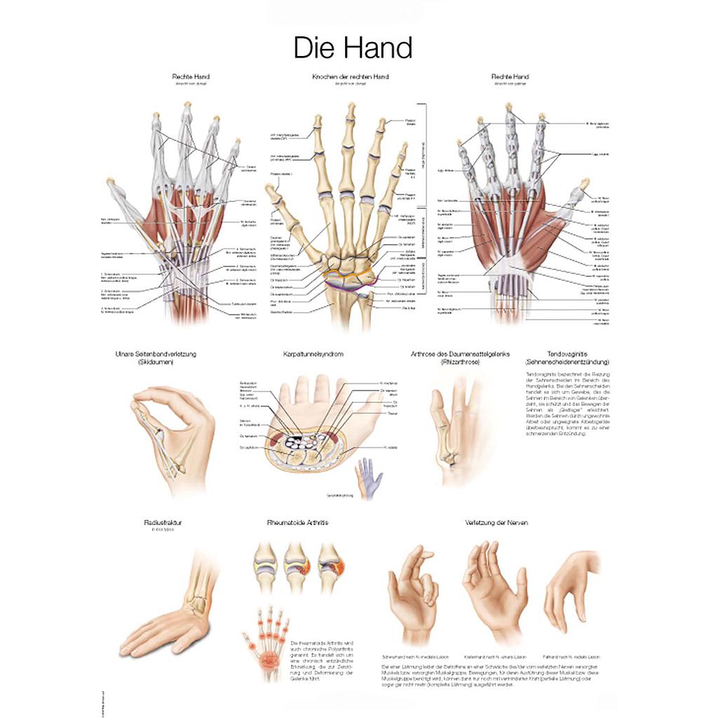 Anatomical charts