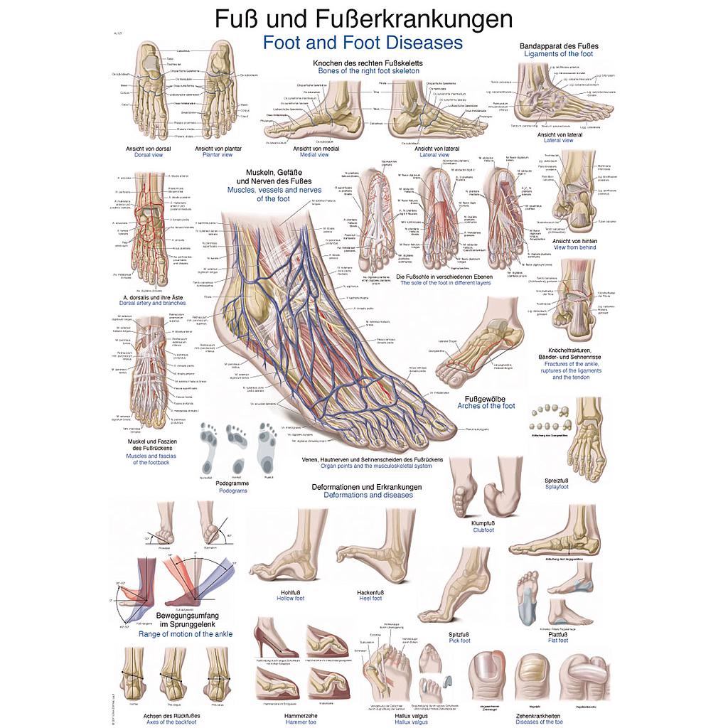 [116-049] Chartes anatomiques (La main)