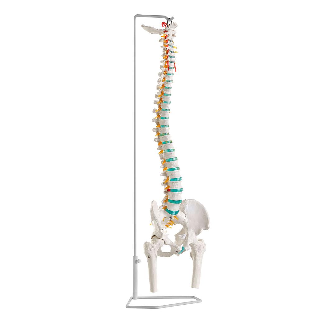 Model - Flexible spine