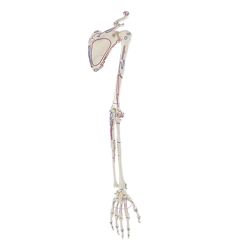 Anatomical model - Arm skeleton with shoulder girdle