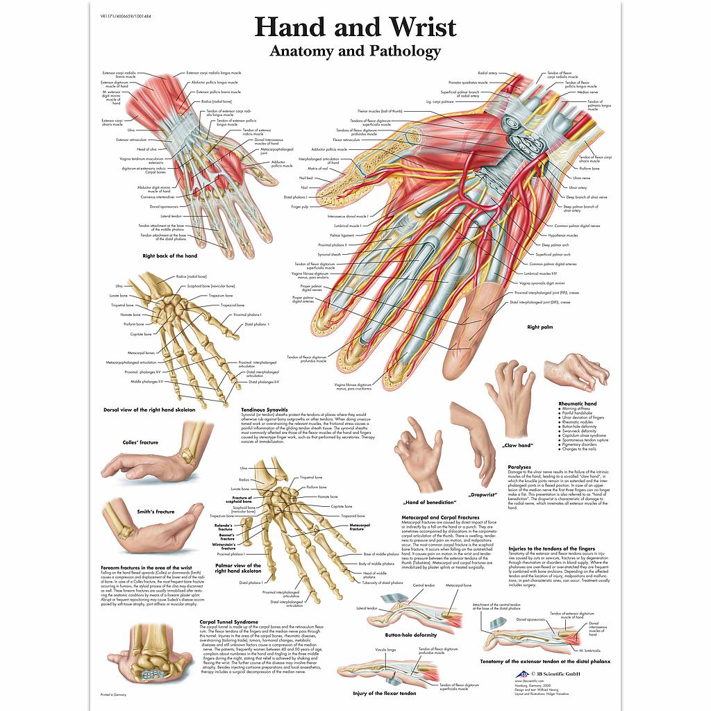 [119-567] Chartes anatomiques (Anglais, La main)