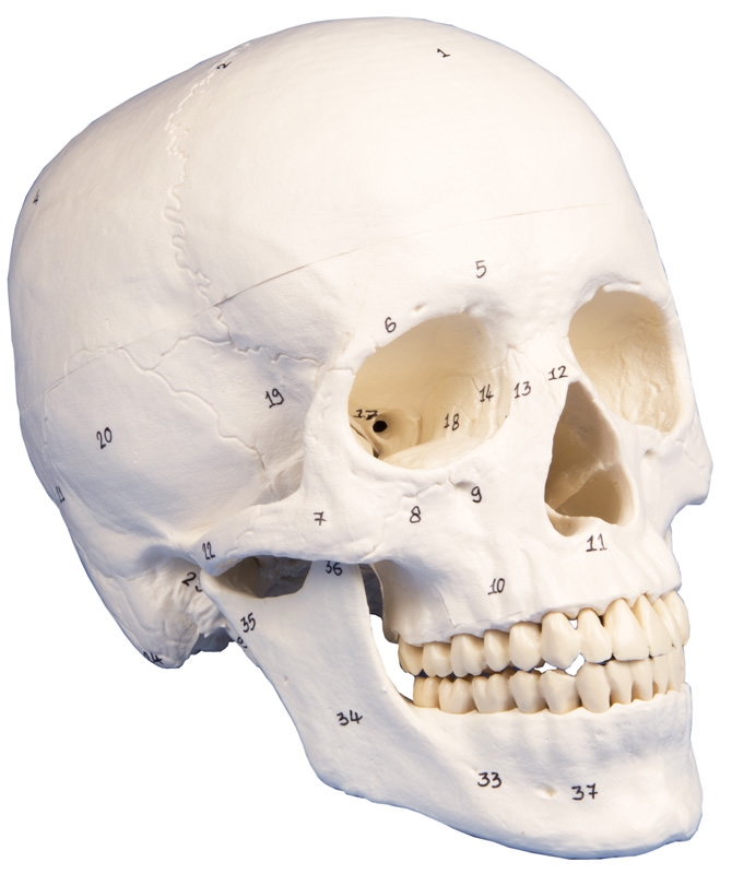 Anatomical model - Human skull in three (3) pieces