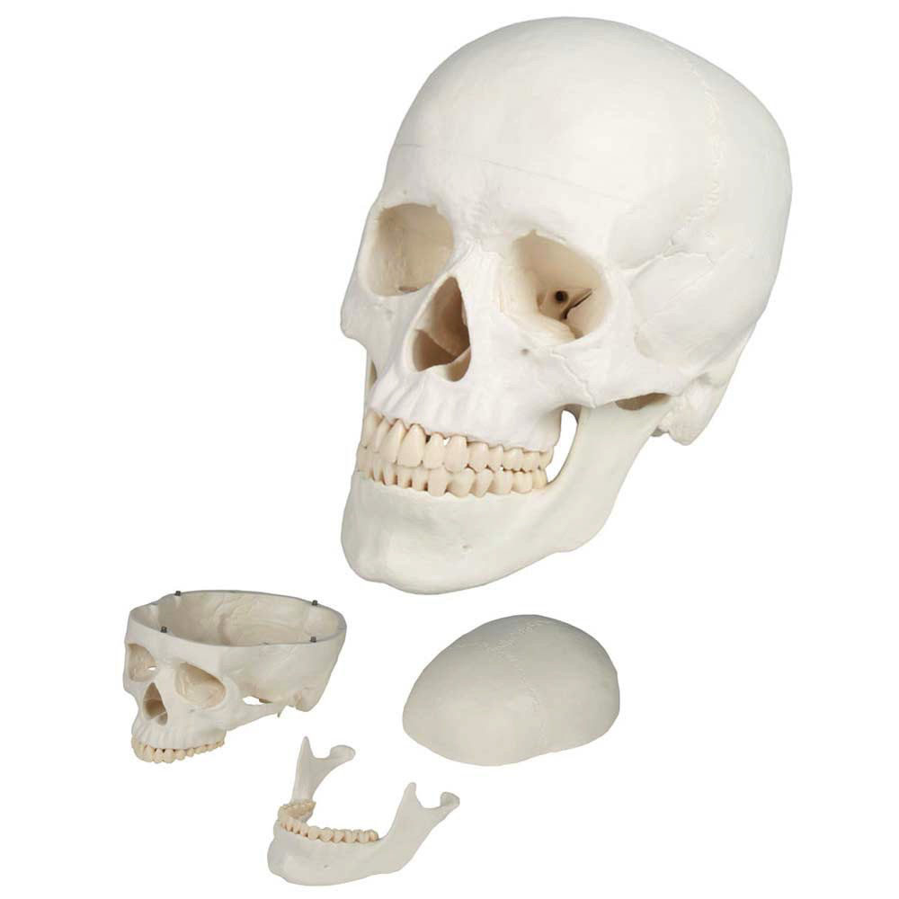 [116-535] Anatomical model - Human skull in three (3) pieces (With numbering)