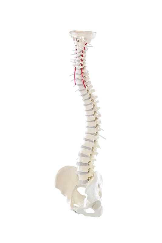 Premium spine with pelvis