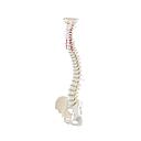 Premium spine with pelvis