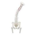 Premium spine with pelvis and femoral stumps